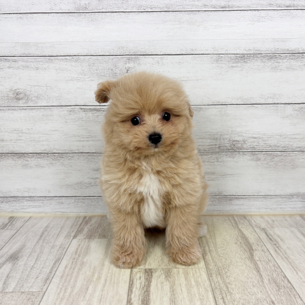 兵庫県のポメプー(ポメラニアン×プードル) (犬の家＆猫の里川西店/2026年6月5日生まれ/男の子/クリーム)の子犬