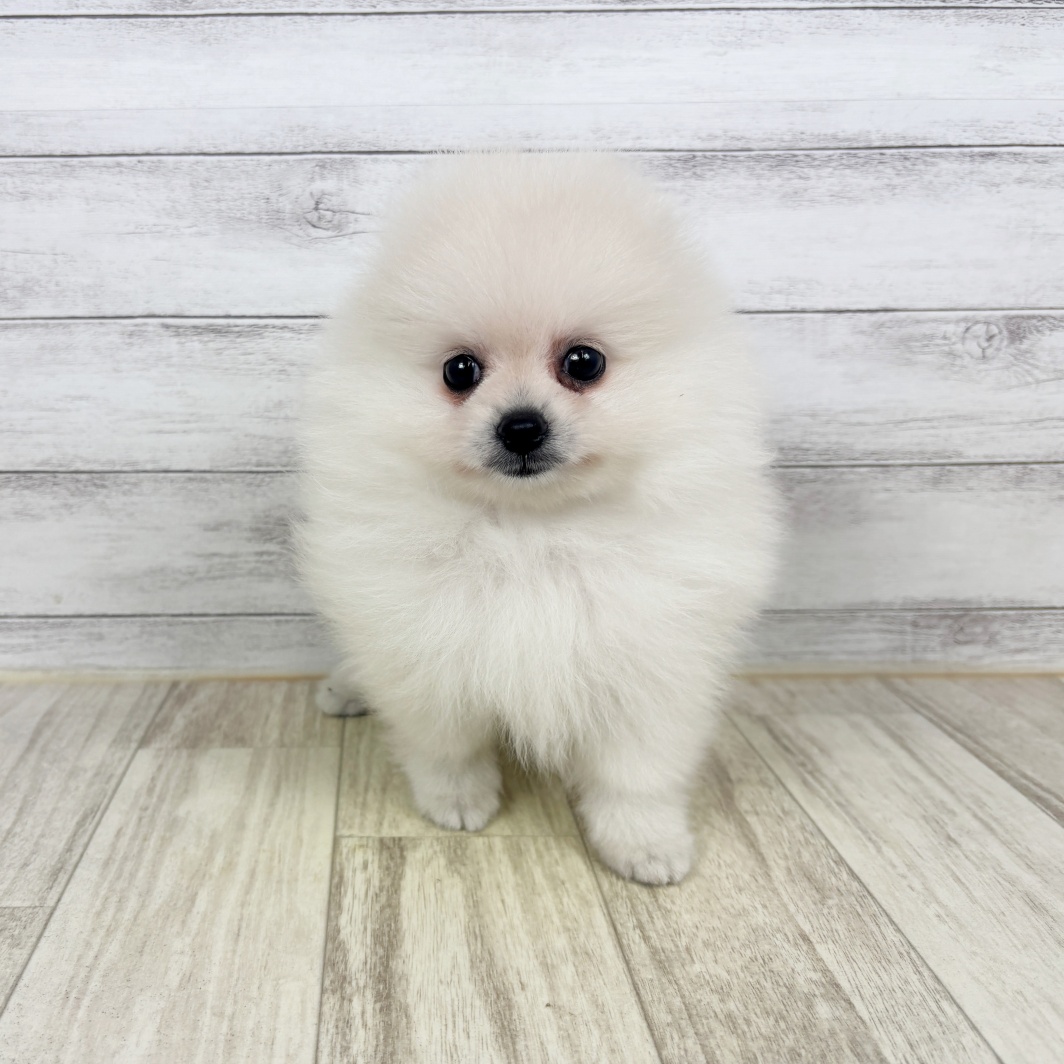 兵庫県のポメラニアン (犬の家＆猫の里川西店/2026年6月6日生まれ/女の子/クリーム)の子犬