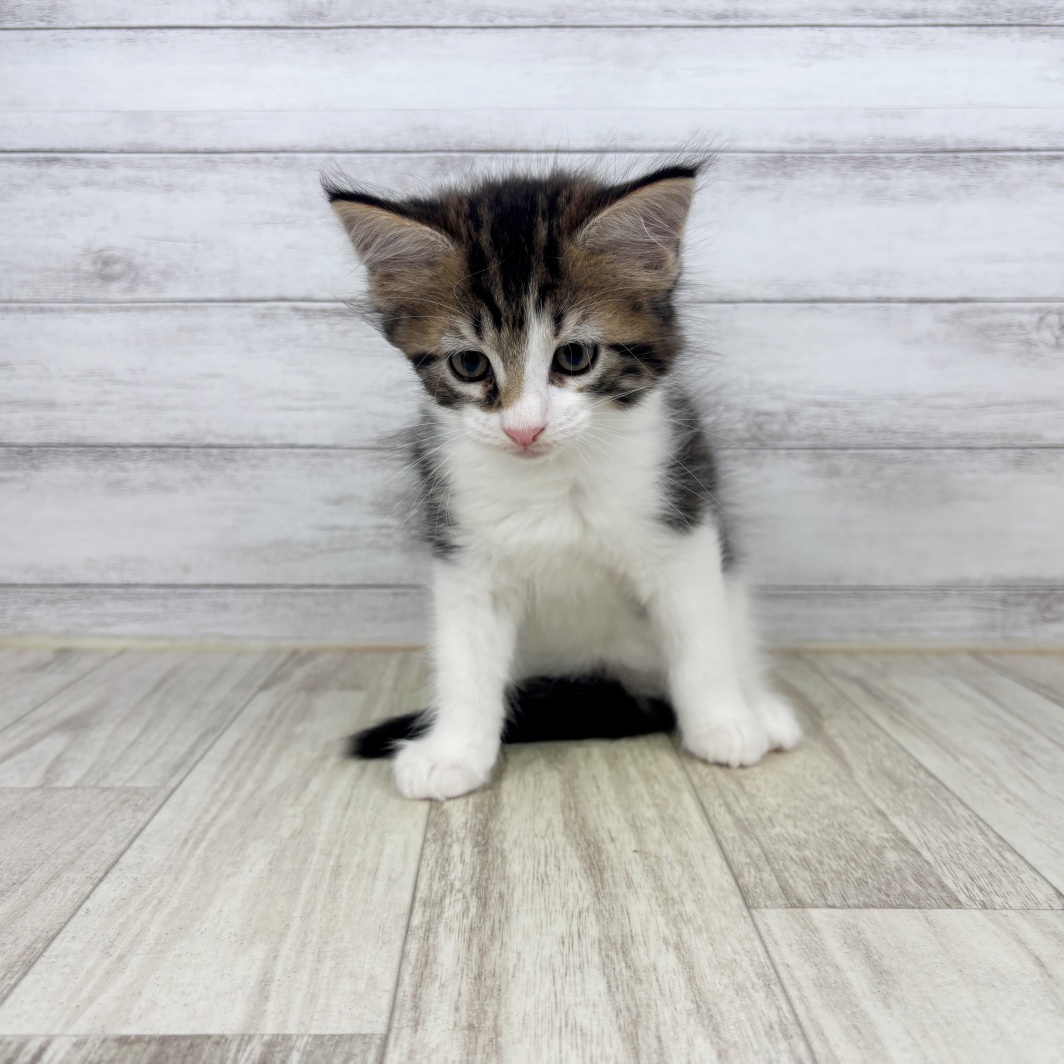 兵庫県のメインクーン (犬の家＆猫の里川西店/2026年6月5日生まれ/女の子/ブラウンタビーホワイト)の子猫