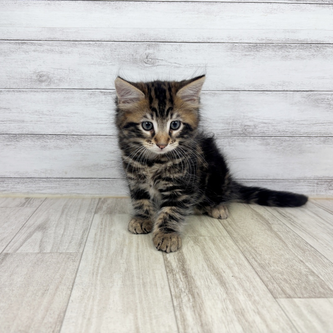 兵庫県のメインクーン (犬の家＆猫の里川西店/2026年6月5日生まれ/男の子/ブラウンタビー)の子猫