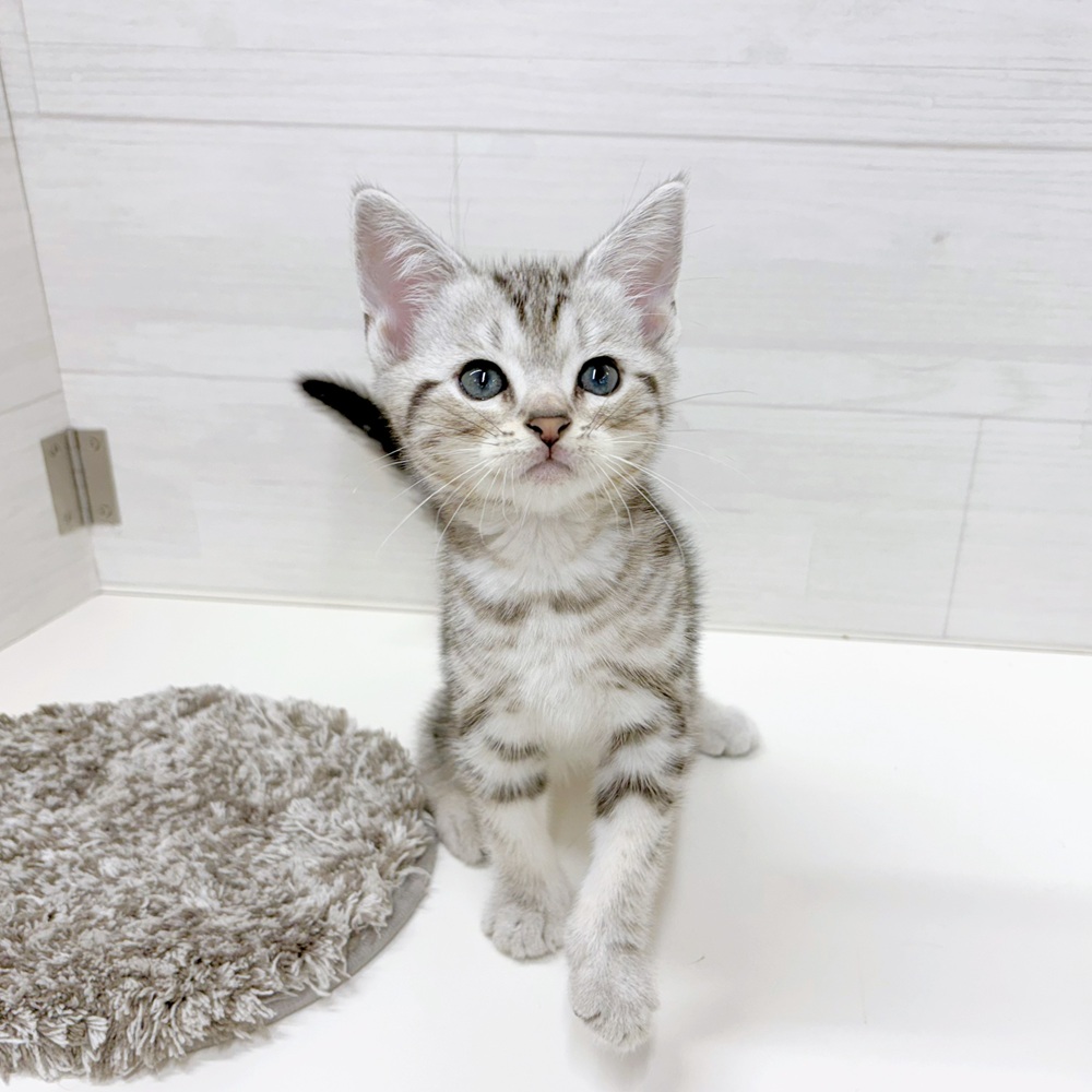 石川県のアメリカンショートヘアー (犬の家＆猫の里アミーゴ金沢おこばた店/2026年5月31日生まれ/男の子/シルバータビー)の子猫の1枚目の画像