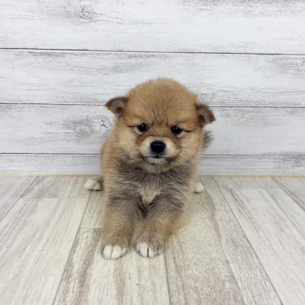 兵庫県のポメ柴/豆ポメ/ポメ豆柴(ポメラニアン×柴犬) (犬の家＆猫の里ニッケパークタウン加古川店/2026年6月7日生まれ/女の子/赤)の子犬