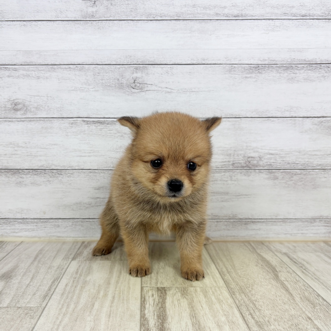 兵庫県のポメ柴/豆ポメ/ポメ豆柴(ポメラニアン×柴犬) (犬の家＆猫の里尼崎店/2026年6月7日生まれ/女の子/赤)の子犬の2枚目の画像