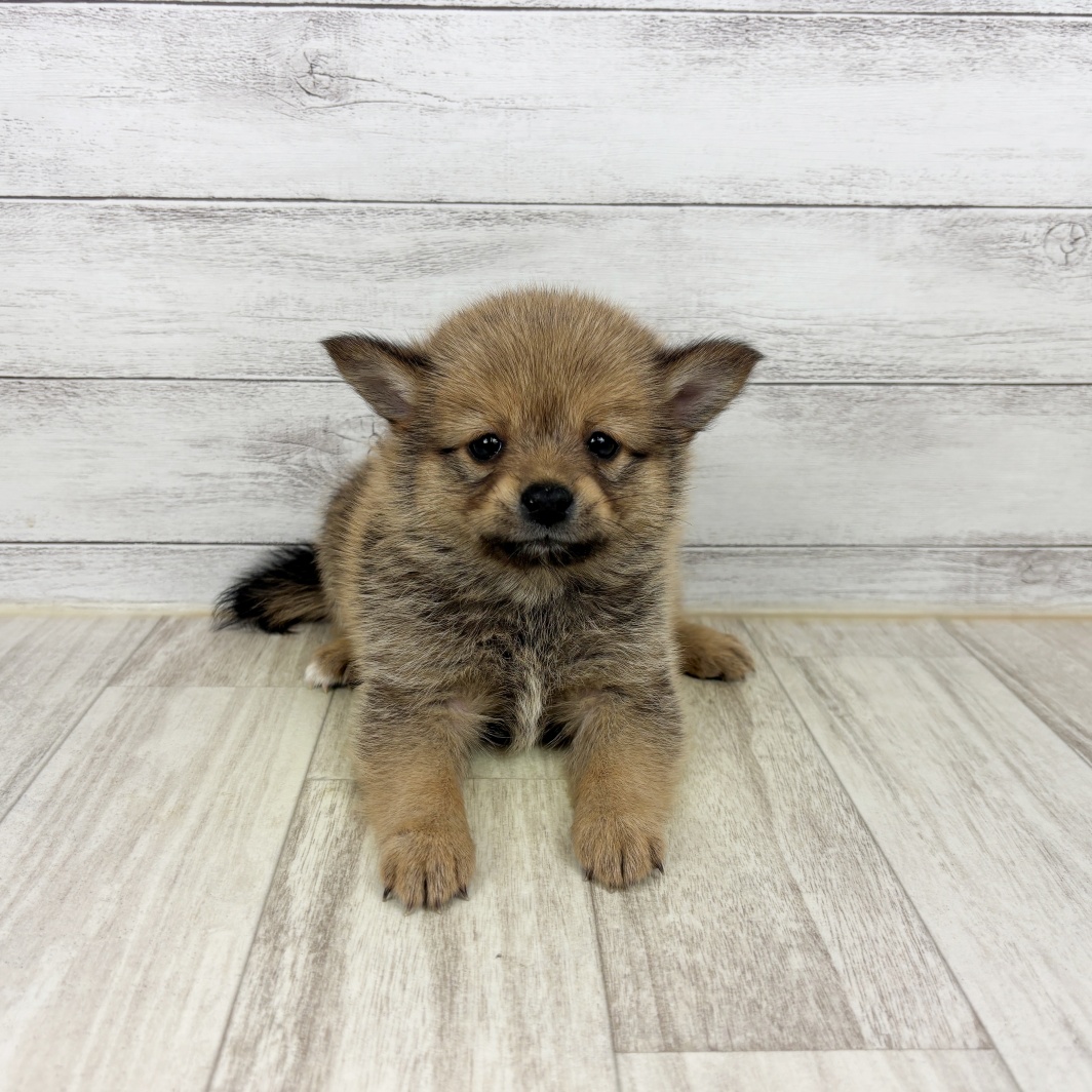 兵庫県のポメ柴/豆ポメ/ポメ豆柴(ポメラニアン×柴犬) (犬の家＆猫の里川西店/2026年6月7日生まれ/女の子/赤)の子犬