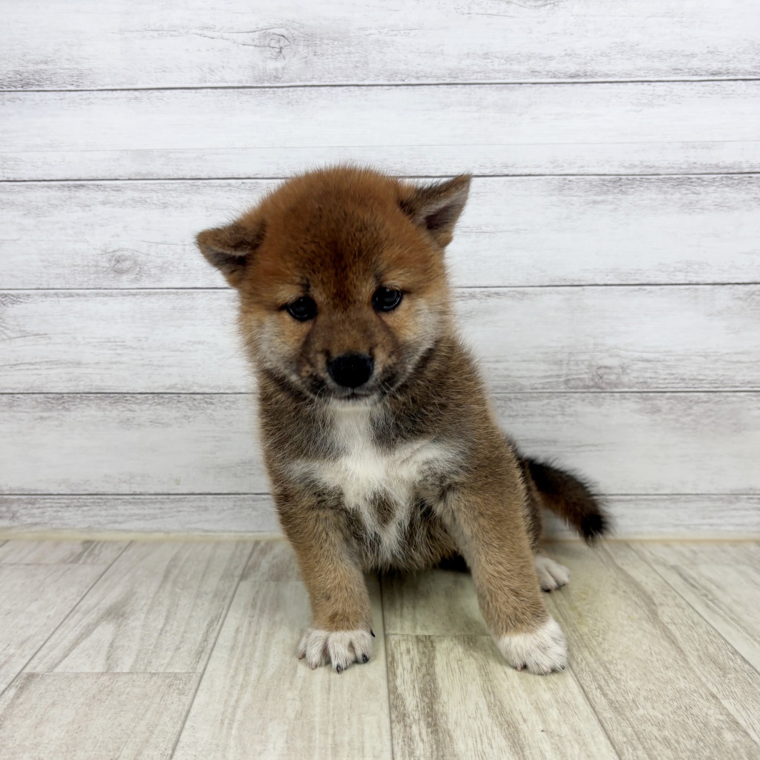 兵庫県の柴犬(標準サイズ) (犬の家＆猫の里川西店/2026年6月7日生まれ/男の子/赤)の子犬