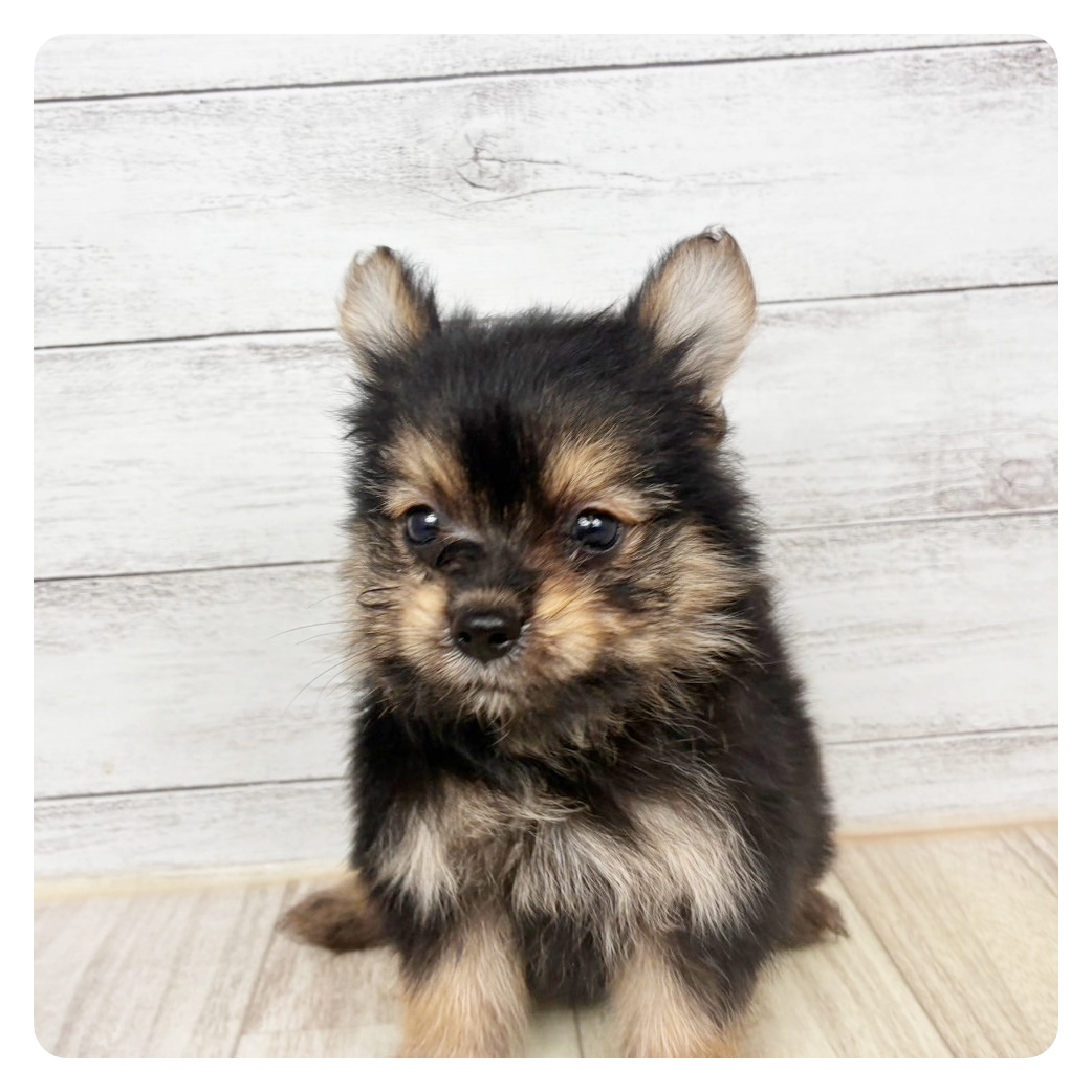 兵庫県のポメキー(ポメラニアン×ヨークシャーテリア) (犬の家＆猫の里川西店/2026年6月7日生まれ/女の子/ブラックタン)の子犬