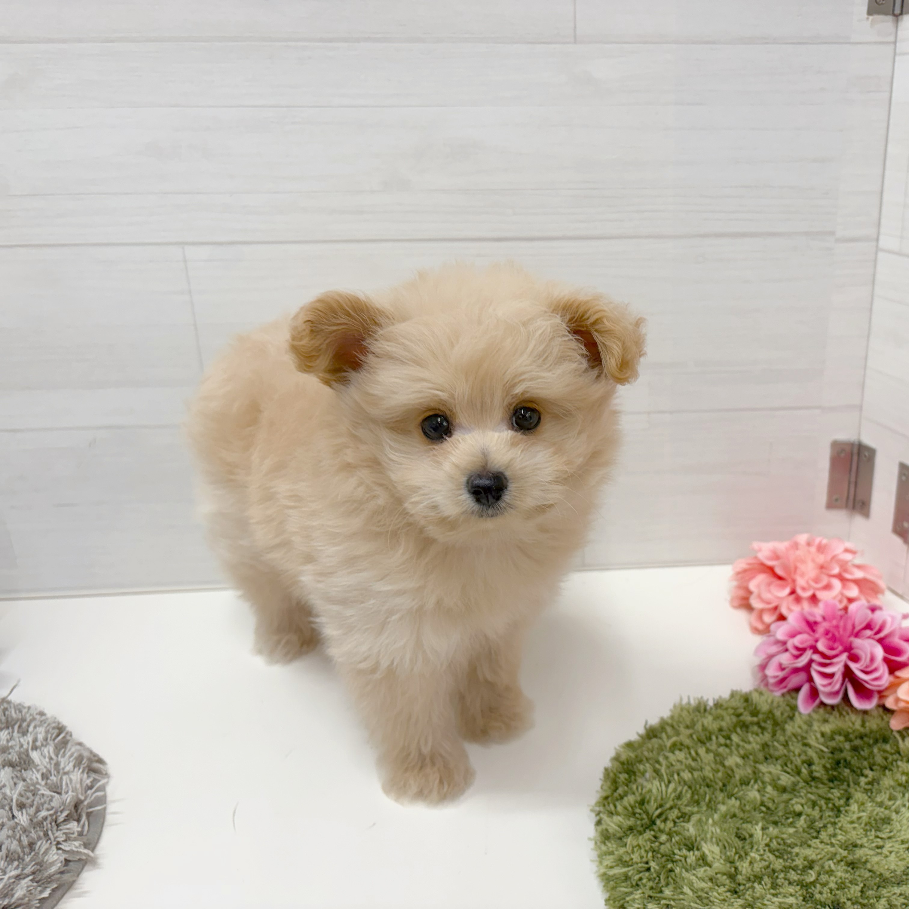 石川県のポメプー(ポメラニアン×プードル) (犬の家＆猫の里アミーゴ金沢おこばた店/2026年6月7日生まれ/男の子/クリーム)の子犬の1枚目の画像