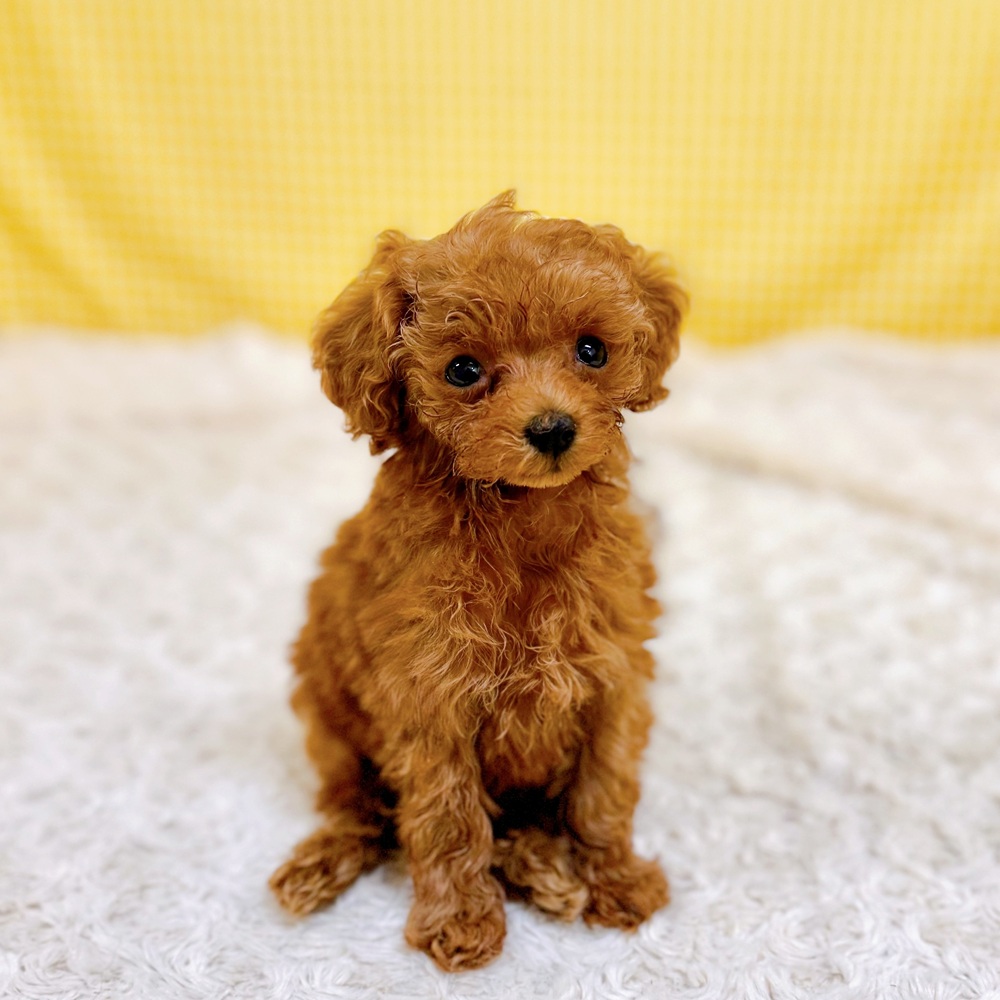 愛知県のトイプードル(トイ) (犬の家＆猫の里一宮店/2026年6月2日生まれ/女の子/レッド)の子犬の1枚目の画像