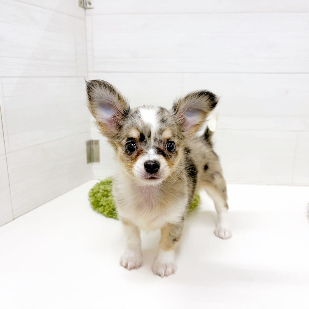 石川県のチワワ(ロング) (犬の家＆猫の里アミーゴ金沢おこばた店/2026年6月8日生まれ/女の子/ブルーマールタンホワイト)の子犬の1枚目の画像