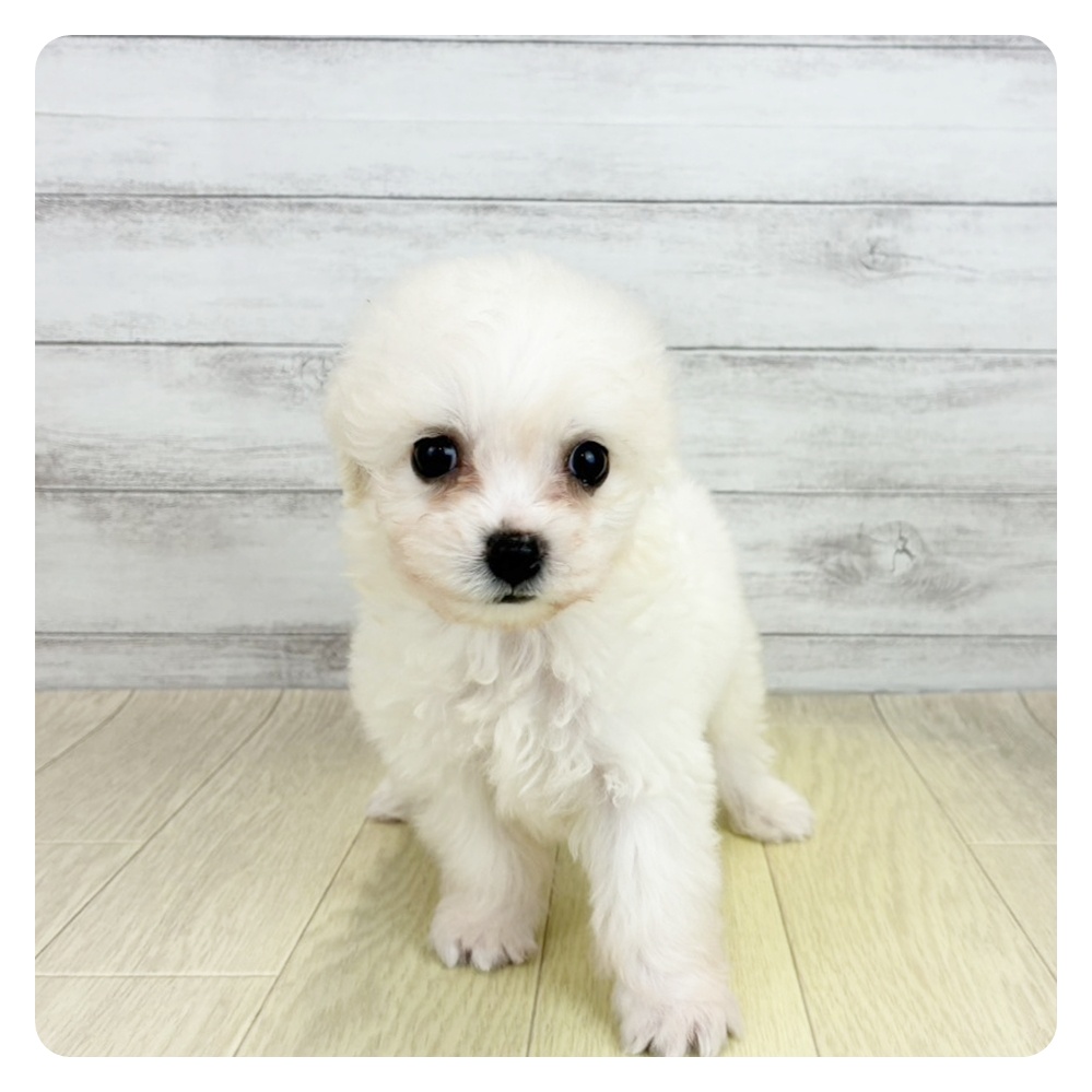 兵庫県のビションフリーゼ (犬の家＆猫の里ニッケパークタウン加古川店/2026年6月7日生まれ/女の子/ホワイト)の子犬の2枚目の画像