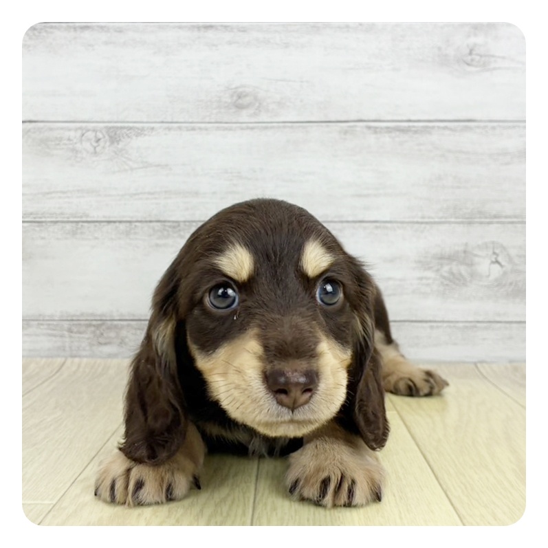 兵庫県のミニチュアダックスフンド(ロング) (犬の家＆猫の里尼崎店/2026年6月7日生まれ/男の子/チョコレートタン)の子犬の2枚目の画像