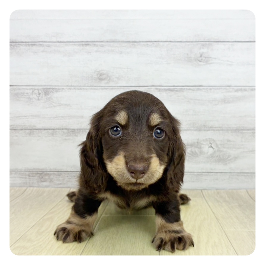 大阪府のミニチュアダックスフンド(ロング) (犬の家＆猫の里吹田店/2026年6月7日生まれ/男の子/チョコレートタン)の子犬