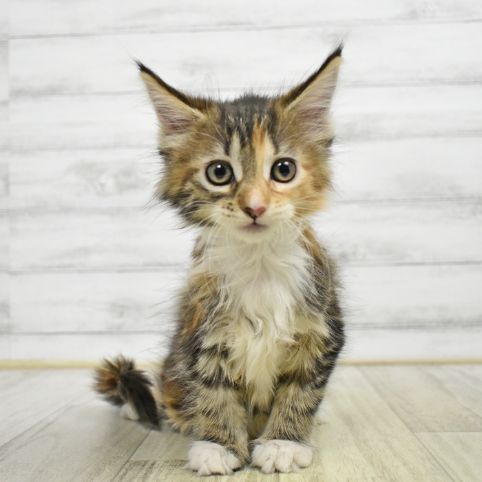 静岡県のメインクーン (犬の家＆猫の里藤枝店/2026年6月7日生まれ/女の子/ブラウンパッチドタビーホワイト)の子猫