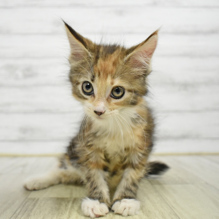 愛知県のメインクーン (犬の家＆猫の里岡崎店/2026年6月7日生まれ/女の子/ブラウンパッチドタビーホワイト)の子猫