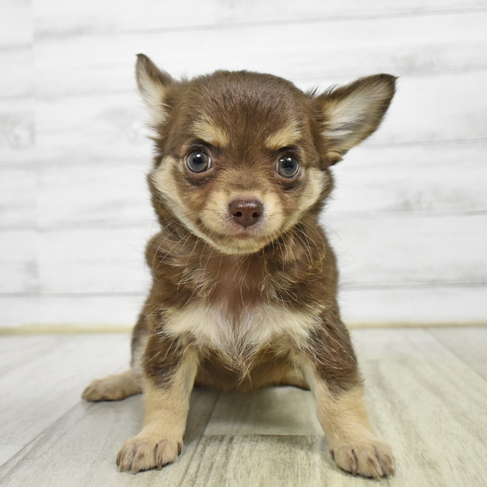千葉県のチワワ(ロング) (犬の家＆猫の里BIGHOPガーデンモール印西店/2026年6月8日生まれ/女の子/チョコレートタン)の子犬