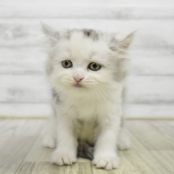 静岡県のミヌエット (犬の家＆猫の里富士店/2026年6月7日生まれ/女の子/シルバーパッチドタビーホワイト)の子猫