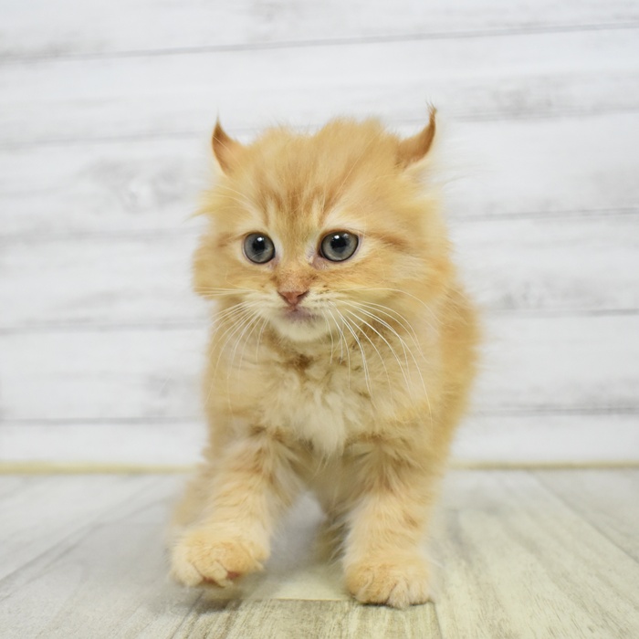 愛知県のキンカロー (犬の家＆猫の里安城店/2026年6月9日生まれ/男の子/レッドタビー)の子猫
