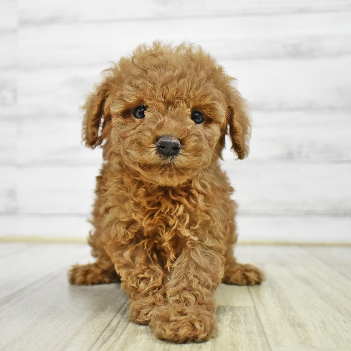 石川県のトイプードル(トイ) (犬の家＆猫の里アミーゴ金沢有松店/2026年6月9日生まれ/男の子/レッド)の子犬