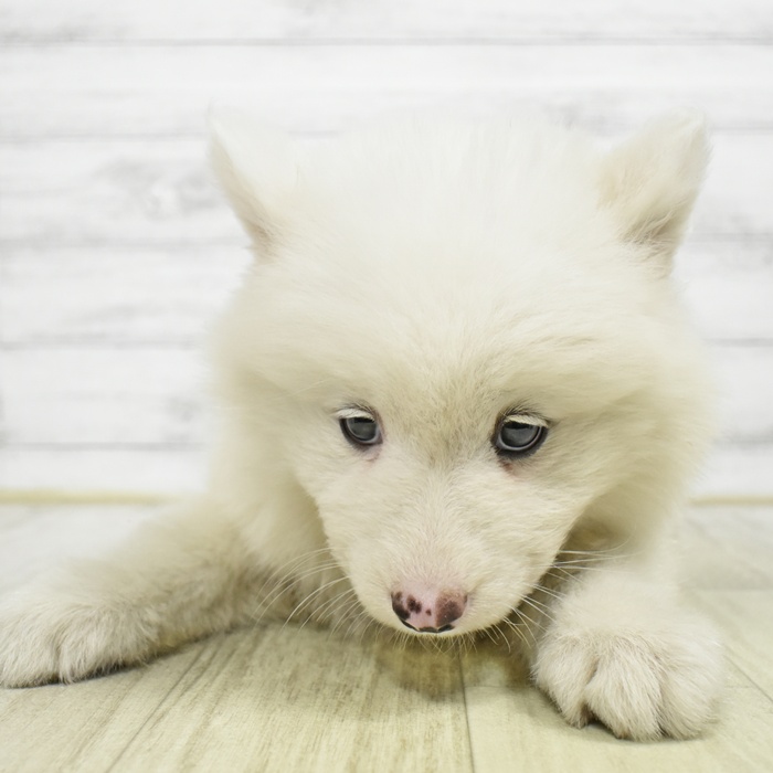 愛知県のサモエド (犬の家＆猫の里岡崎店/2026年6月9日生まれ/女の子/ホワイト)の子犬