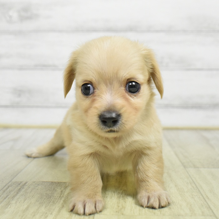 神奈川県のチワックス(チワワ×ダックス) (犬の家＆猫の里小田原店/2026年6月9日生まれ/男の子/イエロー)の子犬