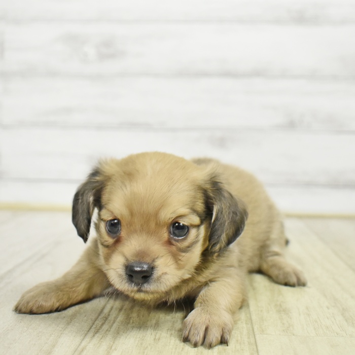 静岡県のチワックス(チワワ×ダックス) (犬の家＆猫の里プレ葉ウォーク浜北店/2026年6月6日生まれ/女の子/シェーデットイエロー)の子犬