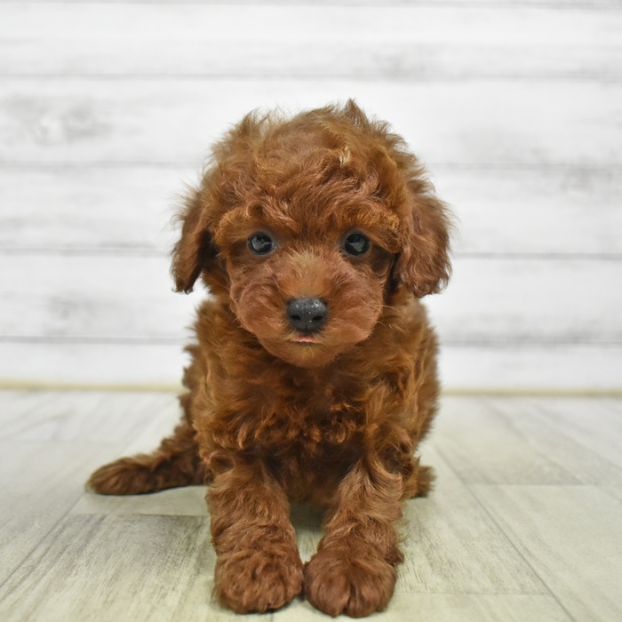 静岡県のトイプードル(トイ) (犬の家＆猫の里マークイズ静岡店/2026年6月7日生まれ/男の子/レッド)の子犬