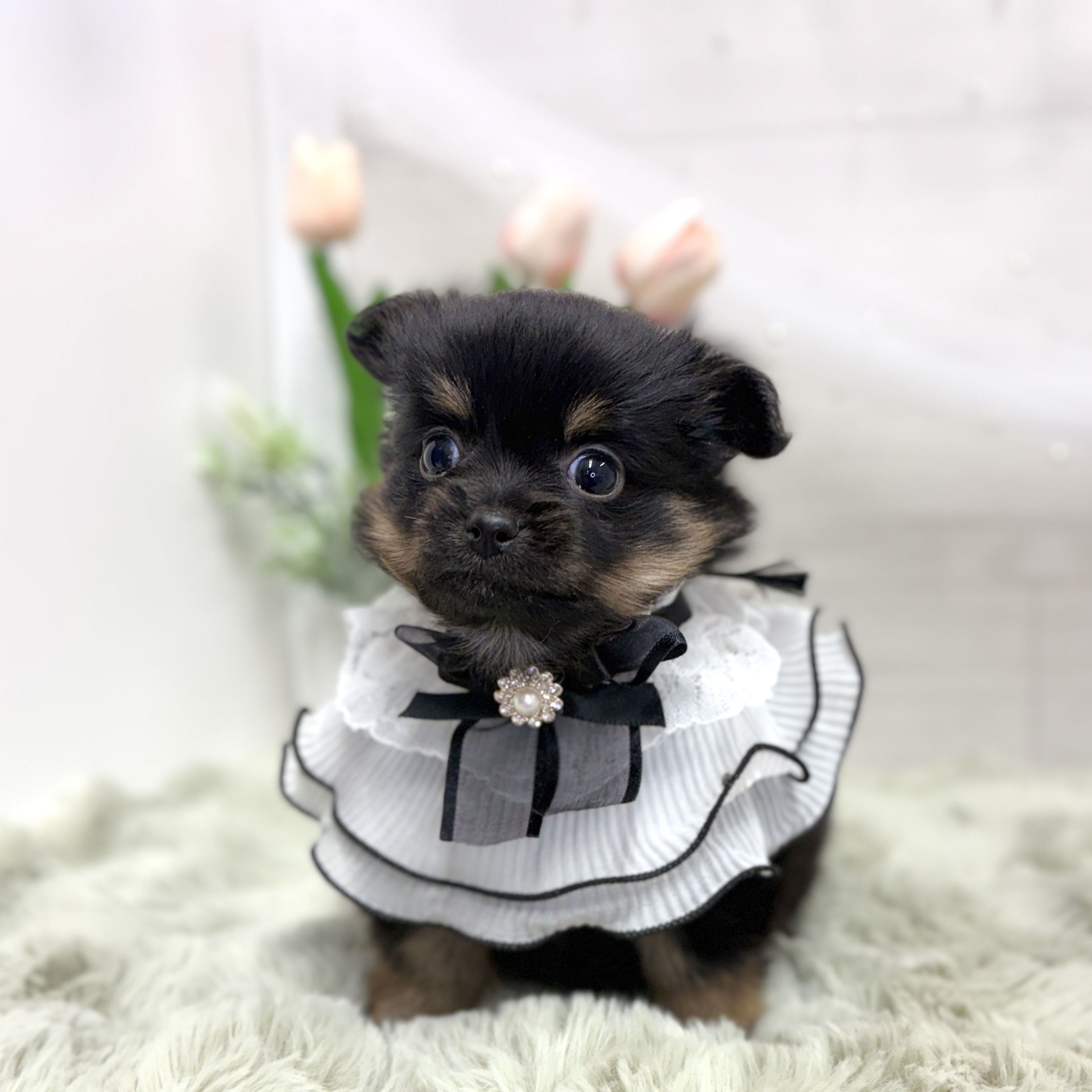 神奈川県のポメチワ/チワポメ/ポメチー(ポメラニアン×チワワ) (犬の家＆猫の里相模原店/2026年6月8日生まれ/女の子/ブラックタン)の子犬の1枚目の画像