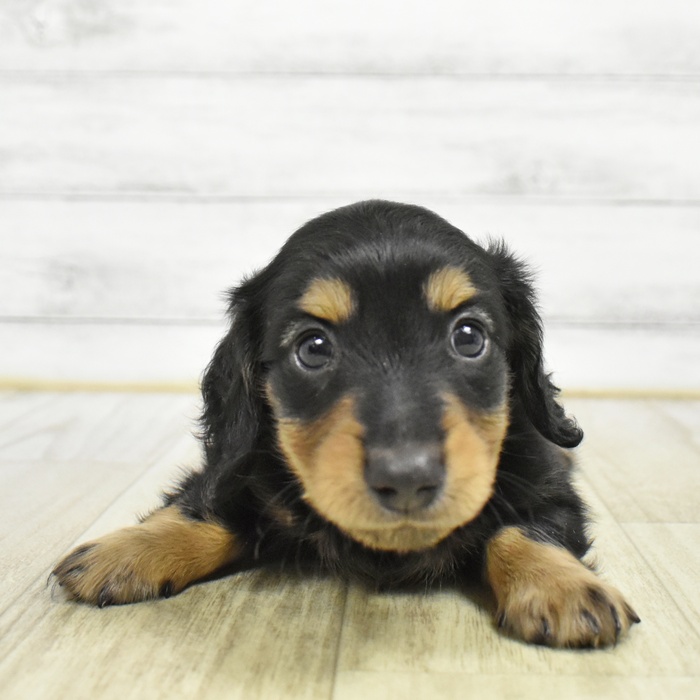 静岡県のミニチュアダックスフンド(ロング) (犬の家＆猫の里富士店/2026年6月7日生まれ/男の子/ブラックタン)の子犬