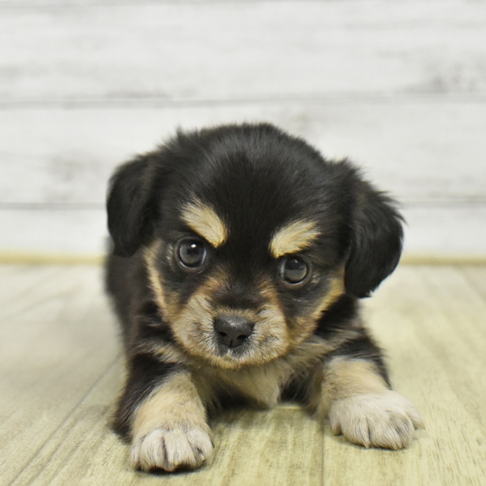 愛知県のチワックス(チワワ×ダックス) (犬の家＆猫の里豊川インター店/2026年6月8日生まれ/女の子/ブラックタン)の子犬の2枚目の画像