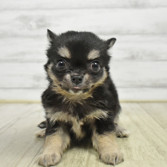 富山県のチワワ(ロング) (犬の家＆猫の里アミーゴ高岡蓮花寺店/2026年6月8日生まれ/女の子/ブラックタン)の子犬