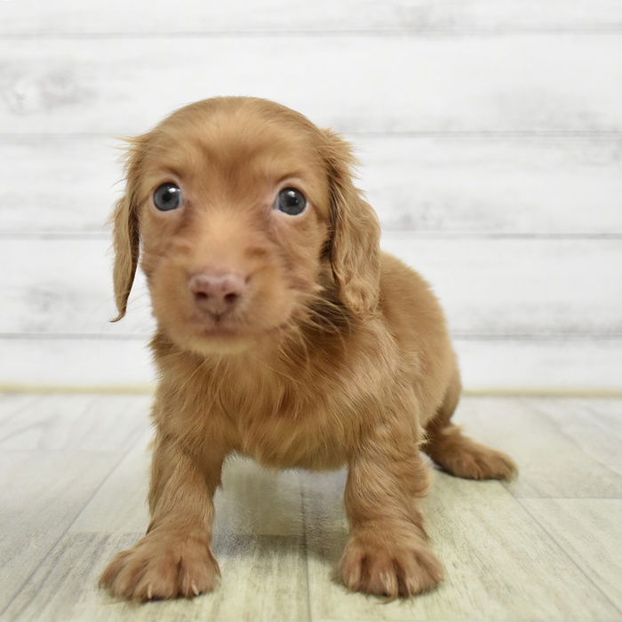 静岡県のミニチュアダックスフンド(ロング) (犬の家＆猫の里マークイズ静岡店/2026年6月9日生まれ/女の子/クリアレッド)の子犬