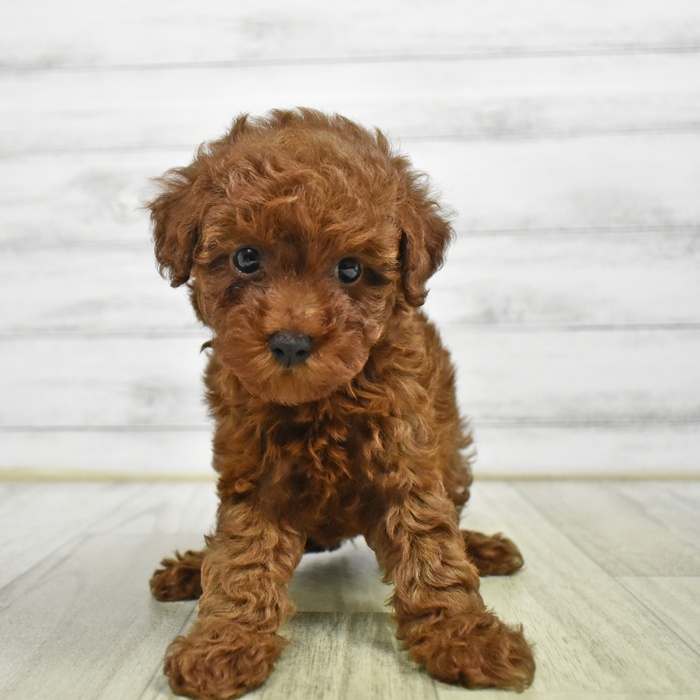 千葉県のトイプードル(トイ) (犬の家＆猫の里BIGHOPガーデンモール印西店/2026年6月8日生まれ/女の子/レッド)の子犬