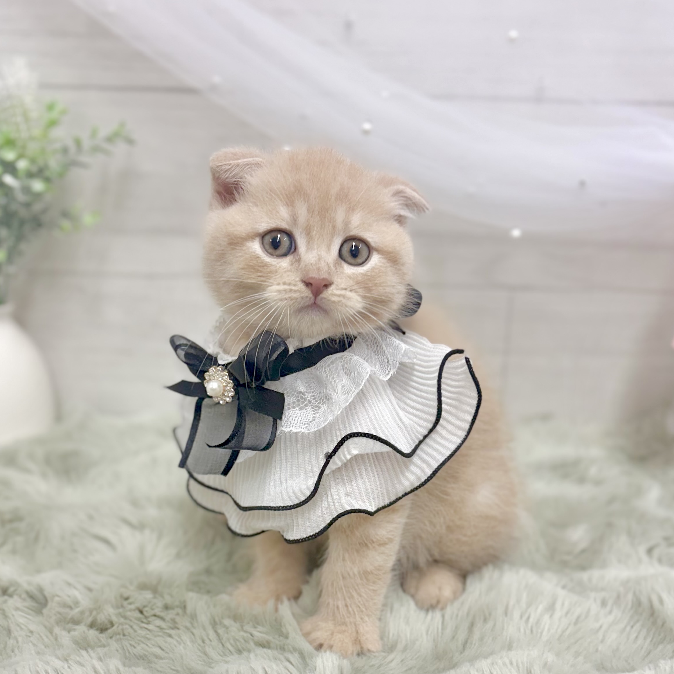 神奈川県のスコティッシュフォールド (犬の家＆猫の里相模原店/2026年6月4日生まれ/男の子/クリームタビー)の子猫の1枚目の画像