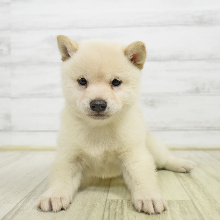 長野県の豆柴 (犬の家＆猫の里カインズ梓川店/2026年6月9日生まれ/女の子/白)の子犬
