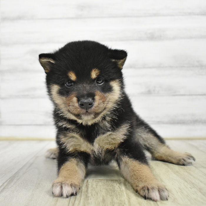 愛知県の豆柴 (犬の家＆猫の里岡崎店/2026年6月9日生まれ/女の子/黒)の子犬
