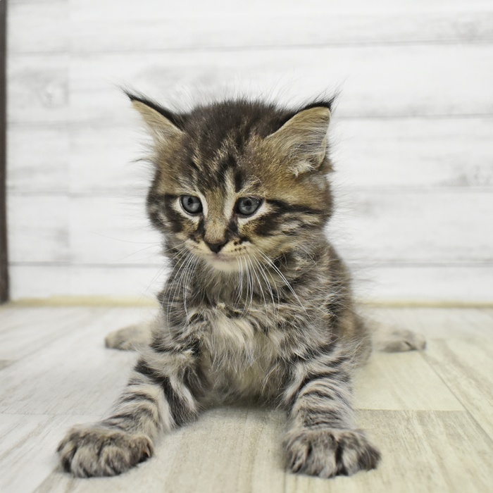 長野県のマンチカン (犬の家＆猫の里カインズ梓川店/2026年6月9日生まれ/男の子/ブラウンタビーホワイト)の子猫