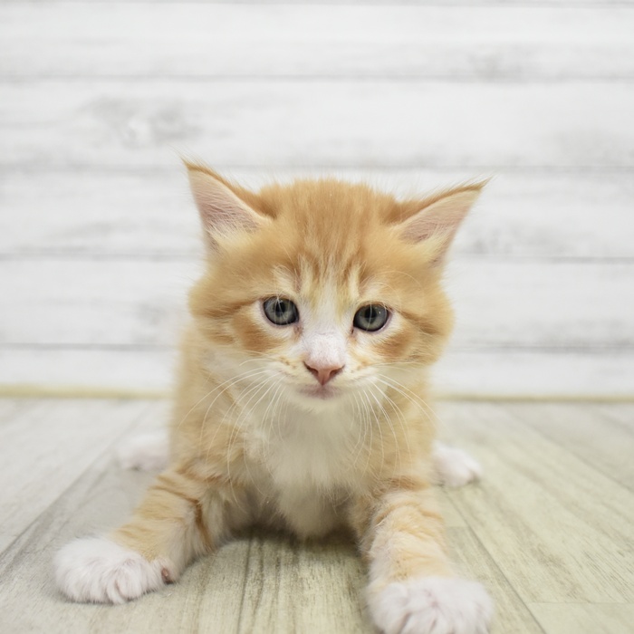 静岡県のマンチカン (犬の家＆猫の里マークイズ静岡店/2026年6月9日生まれ/男の子/レッドタビーホワイト)の子猫
