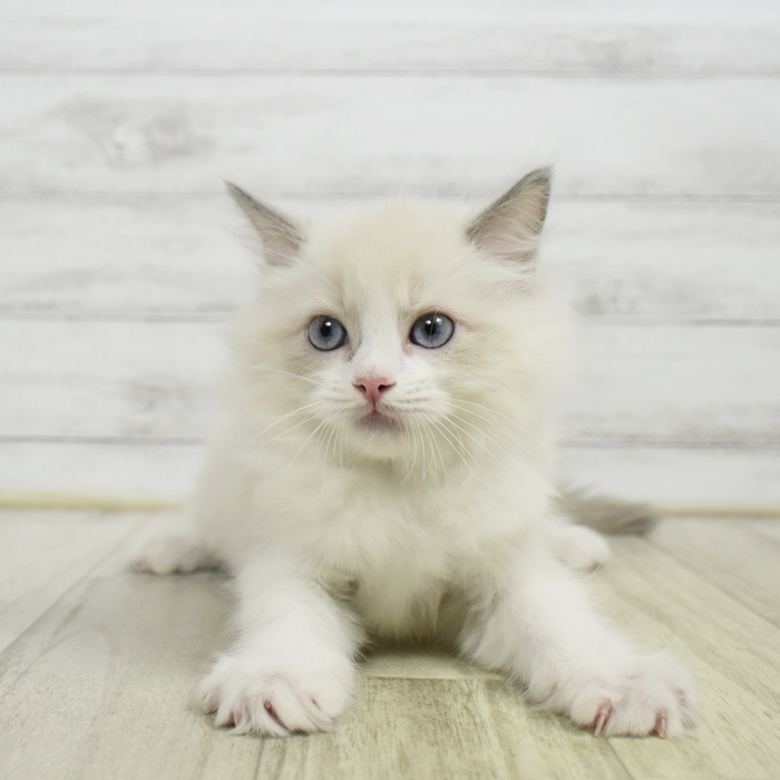 静岡県のラグドール (犬の家＆猫の里MEGAドン・キホーテ袋井店/2026年6月8日生まれ/男の子/ブルーポイントバイカラー)の子猫の4枚目の画像