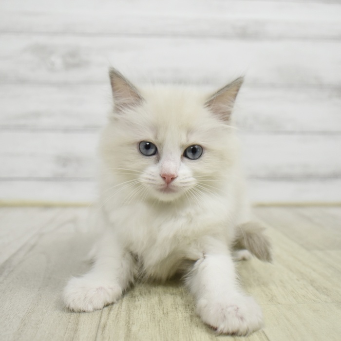 石川県のラグドール (犬の家＆猫の里アミーゴ金沢有松店/2026年6月8日生まれ/女の子/ブルーポイントバイカラー)の子猫