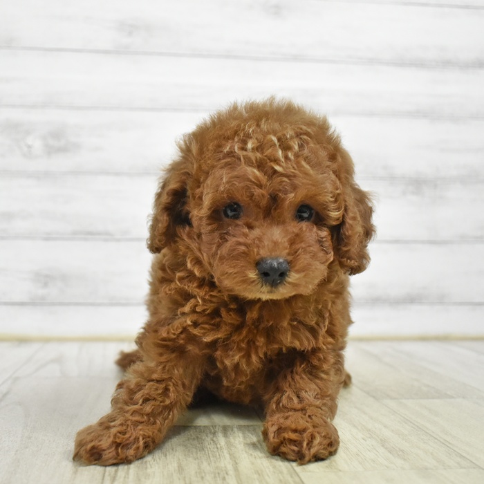 千葉県のトイプードル(トイ) (犬の家＆猫の里BIGHOPガーデンモール印西店/2026年6月6日生まれ/男の子/レッド)の子犬