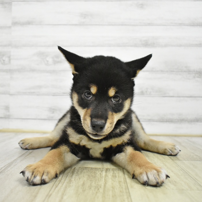 愛知県の柴犬(標準サイズ) (犬の家＆猫の里安城店/2026年6月9日生まれ/女の子/黒)の子犬