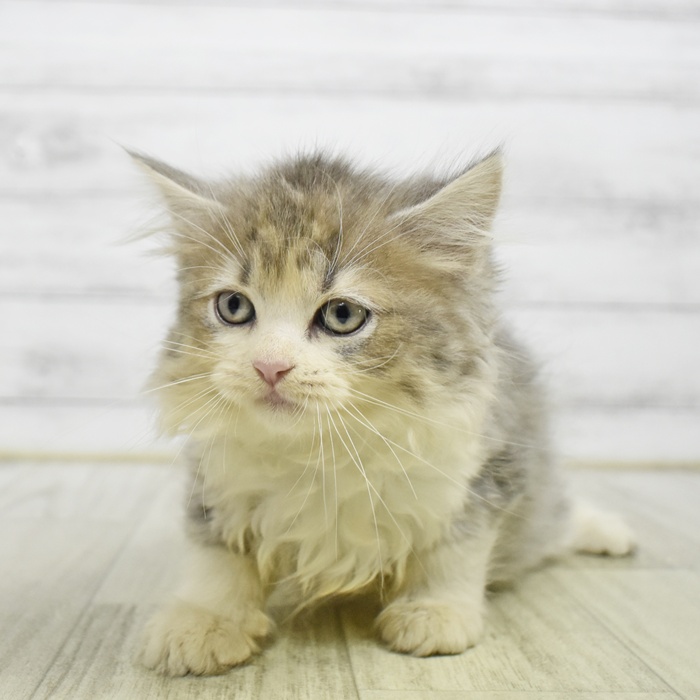 岡山県のスコティッシュフォールド (犬の家＆猫の里天満屋ハピーズ西大寺モール店/2026年6月8日生まれ/女の子/ブルーホワイト)の子猫