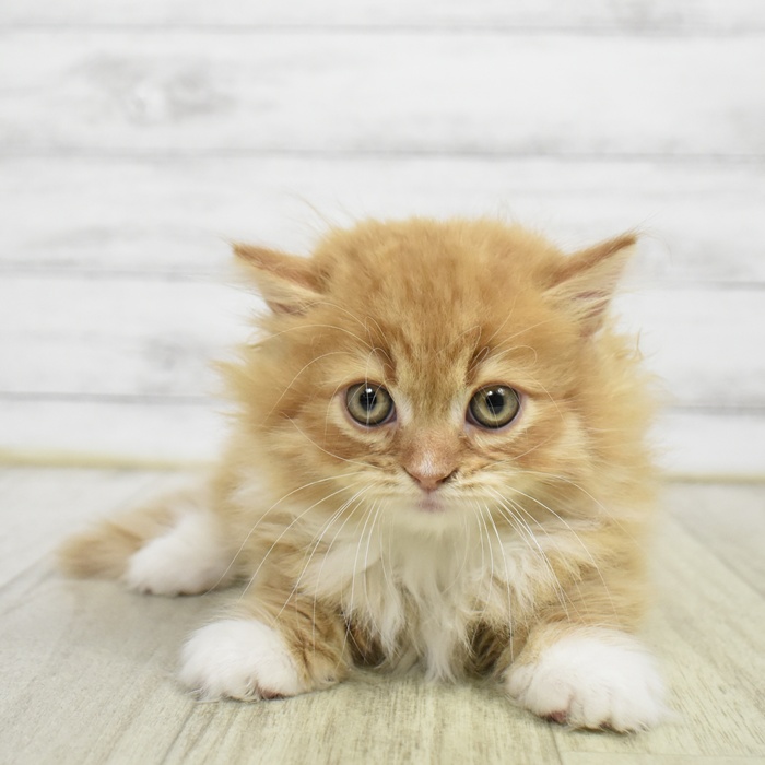長野県のミヌエット (犬の家＆猫の里長野店/2026年6月4日生まれ/男の子/レッドタビーホワイト)の子猫