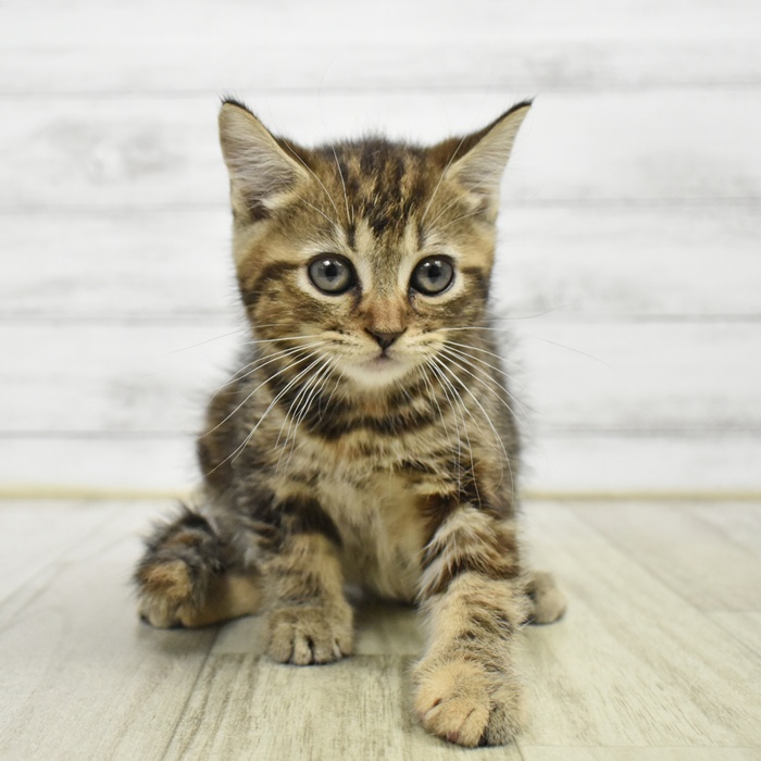 長野県のマンチカン (犬の家＆猫の里塩尻店/2026年6月3日生まれ/女の子/ブラウンパッチドタビー)の子猫