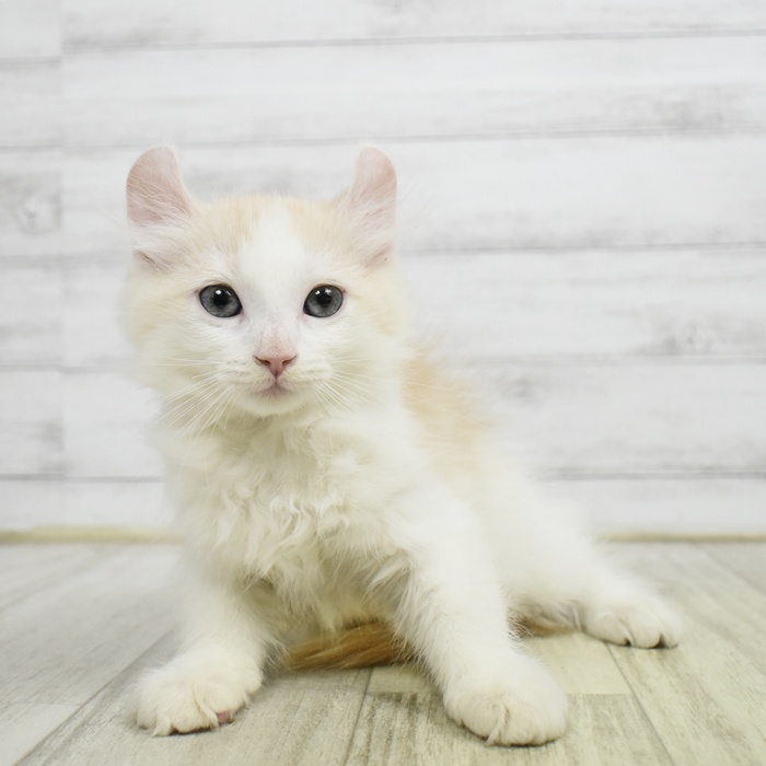 石川県のアメリカンカール (犬の家＆猫の里アミーゴ金沢有松店/2026年6月3日生まれ/女の子/レッドホワイト)の子猫