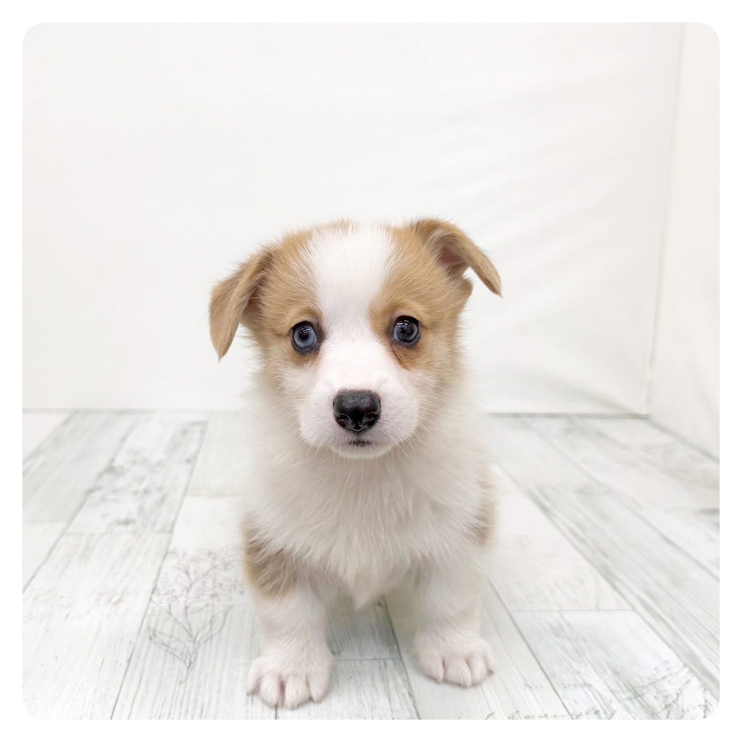福岡県のウェルシュコーギーペンブローク (犬の家＆猫の里シュロアモール筑紫野店/2026年6月8日生まれ/男の子/レッドホワイト)の子犬
