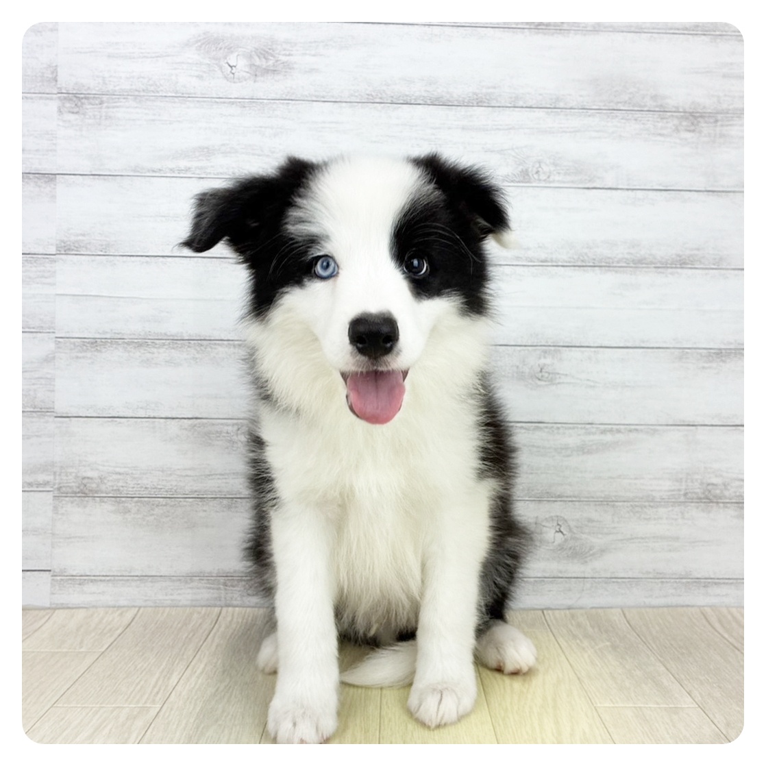 愛知県のボーダーコリー (犬の家＆猫の里碧南店/2026年6月3日生まれ/男の子/ブラックホワイト)の子犬