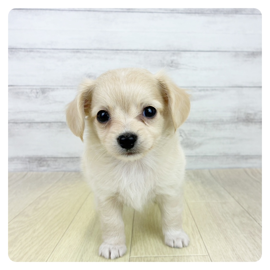 兵庫県のチワックス(チワワ×ダックス) (犬の家＆猫の里カナート西神戸店/2026年6月9日生まれ/男の子/クリーム)の子犬