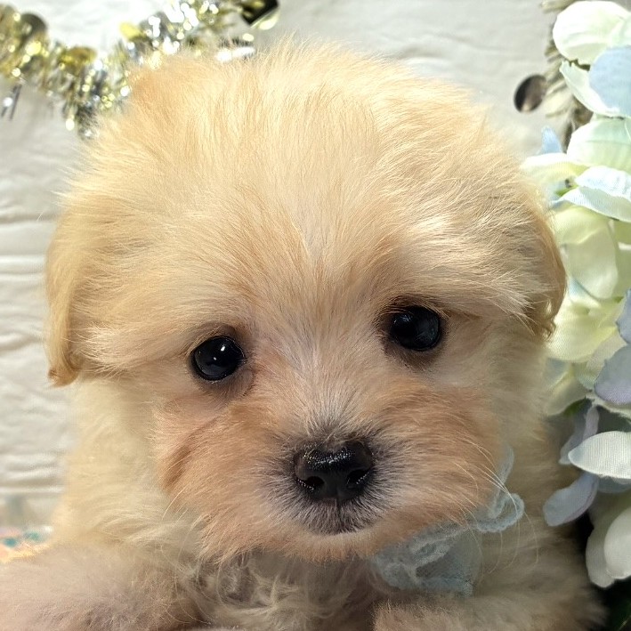 岡山県のマルプー(マルチーズ×プードル) (犬の家＆猫の里倉敷中庄店/2026年6月6日生まれ/女の子/クリーム)の子犬