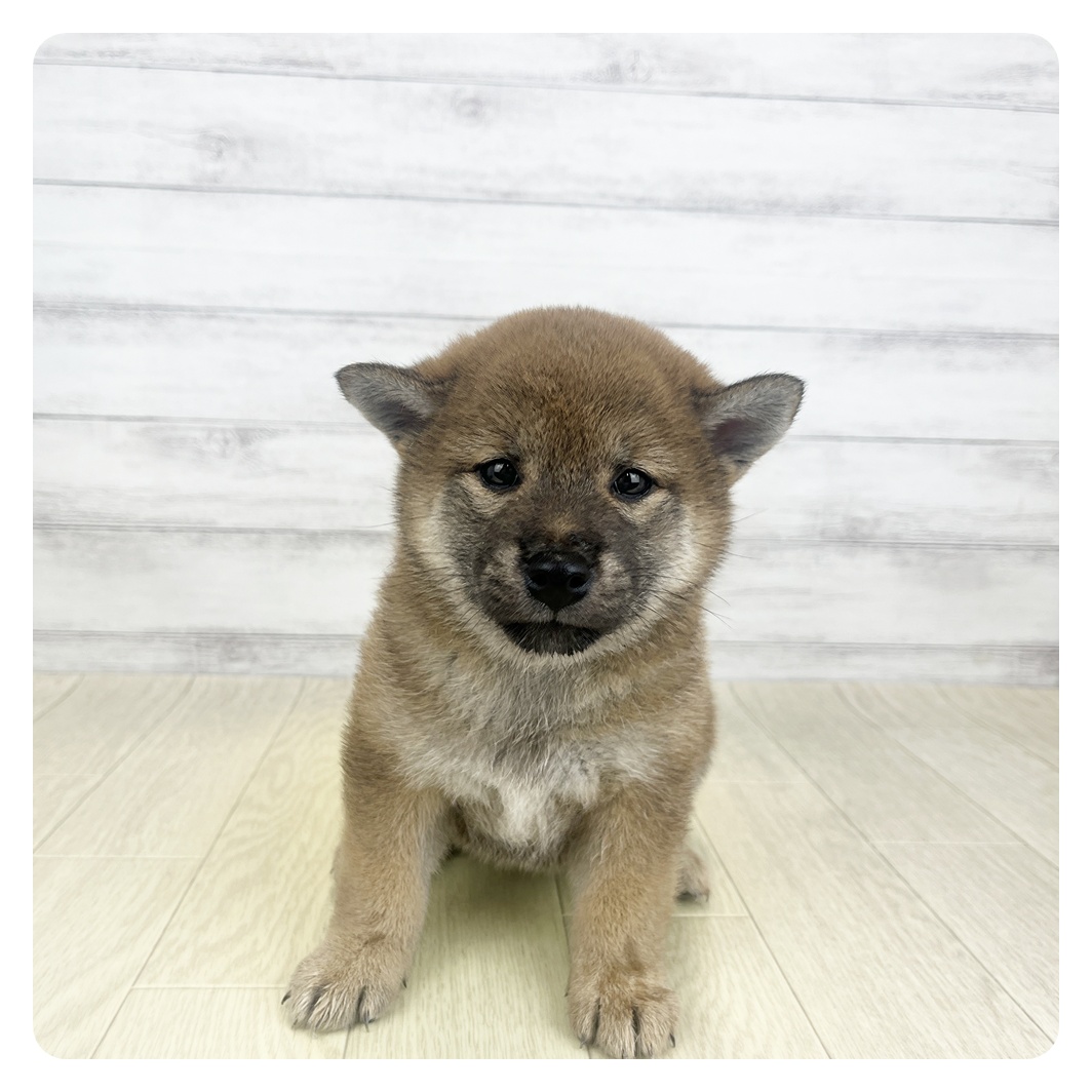 愛知県の柴犬(標準サイズ) (犬の家＆猫の里MiO香久山店/2026年6月8日生まれ/女の子/赤)の子犬